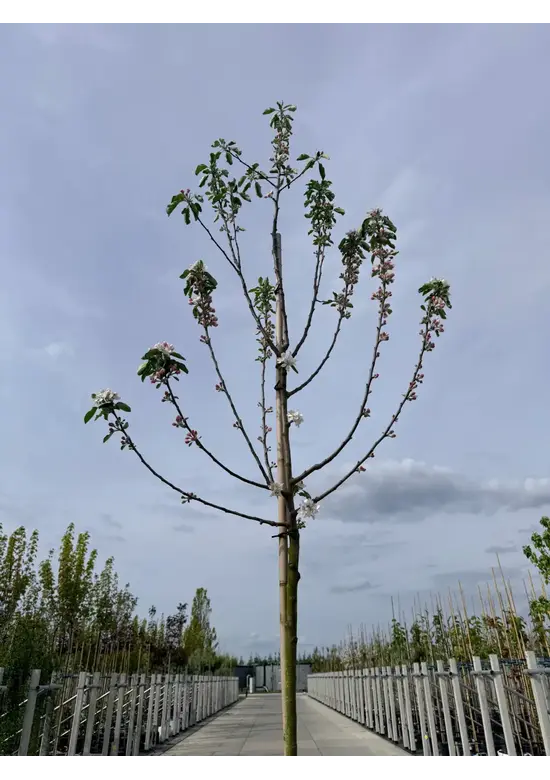 Apfelbaum 'Katja' | Malus domestica 'Katja'