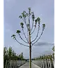 Apfelbaum 'Katja' | Malus domestica 'Katja'