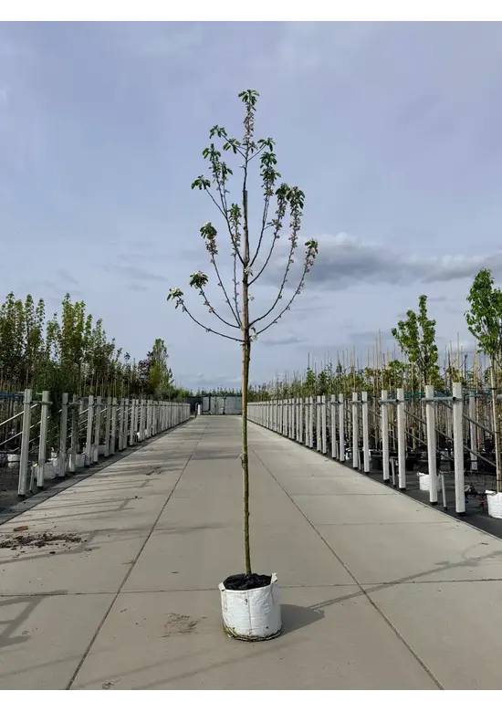 Apfelbaum 'Katja' | Malus domestica 'Katja'
