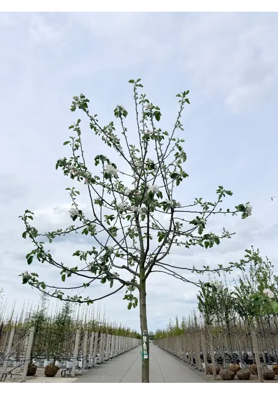 Apfelbaum 'Rode Boskoop' | Malus domestica 'Rode Boskoop'