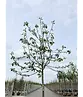 Apfelbaum 'Rode Boskoop' | Malus domestica 'Rode Boskoop'