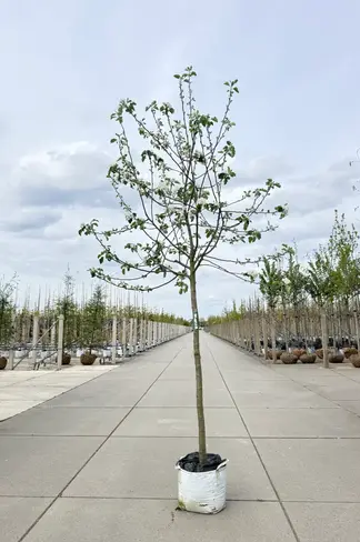 Apfelbaum 'Rode Boskoop' | Malus domestica 'Rode Boskoop'