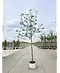 Apfelbaum 'Rode Boskoop' | Malus domestica 'Rode Boskoop'