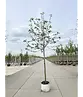 Apfelbaum 'Rode Boskoop' | Malus domestica 'Rode Boskoop'