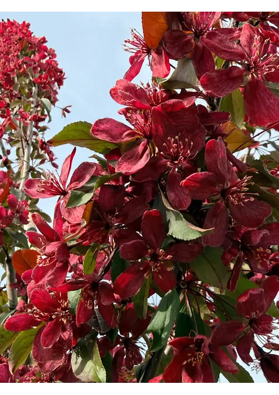 Zierapfel 'Royalty' | Malus 'Royalty'