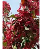 Zierapfel 'Royalty' | Malus 'Royalty'