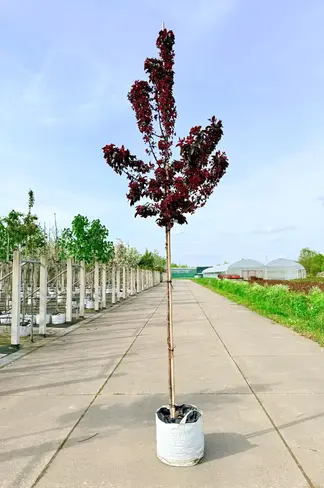 Zierapfel 'Royalty' | Malus 'Royalty'