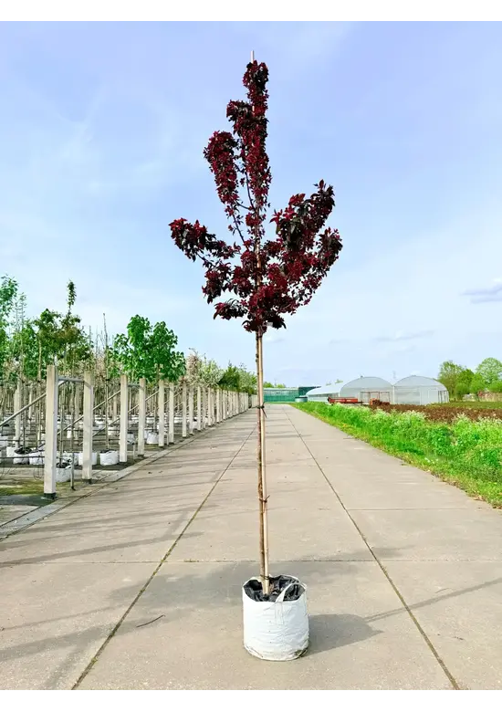 Zierapfel 'Royalty' | Malus 'Royalty'
