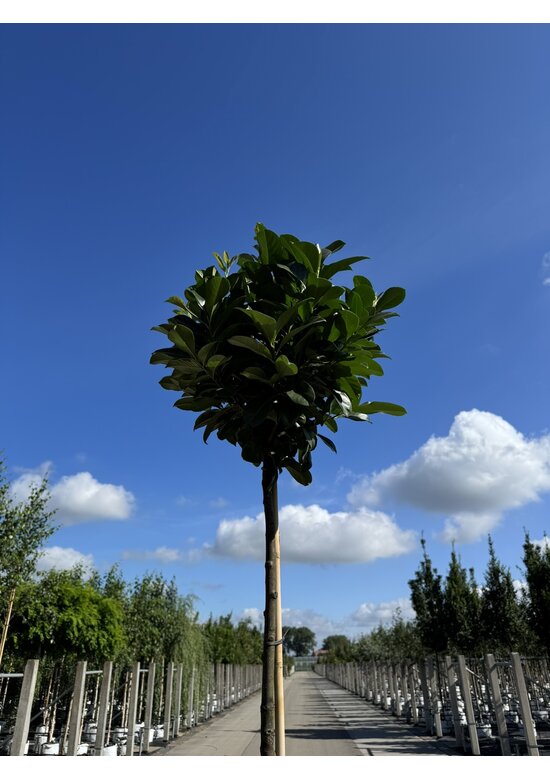 Kugel Lorbeerbaum 'Etna' im 3er-Set | Prunus laur. 'Etna'