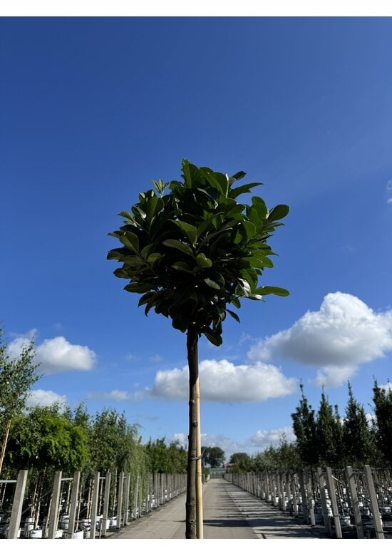 Kugel Lorbeerbaum 'Etna' im 3er-Set | Prunus laur. 'Etna'