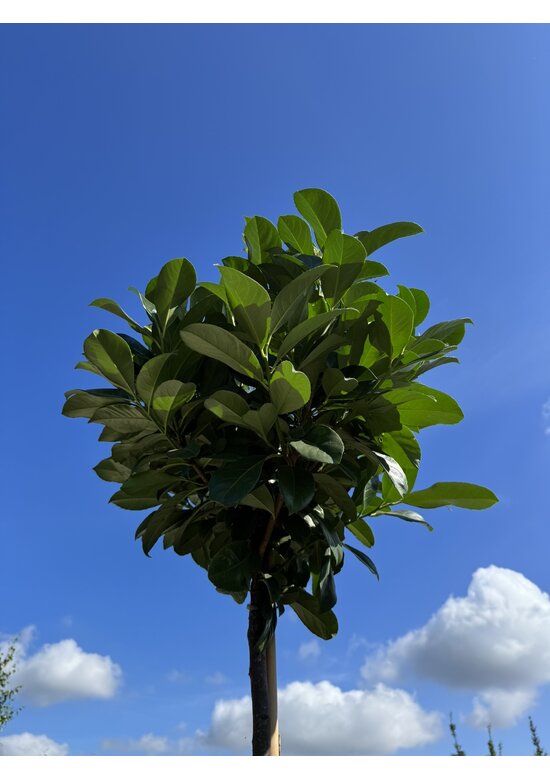 Kugel Lorbeerbaum 'Etna' im 3er-Set | Prunus laur. 'Etna'