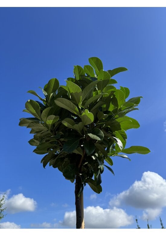 Kugel Lorbeerbaum 'Etna' im 3er-Set | Prunus laur. 'Etna'