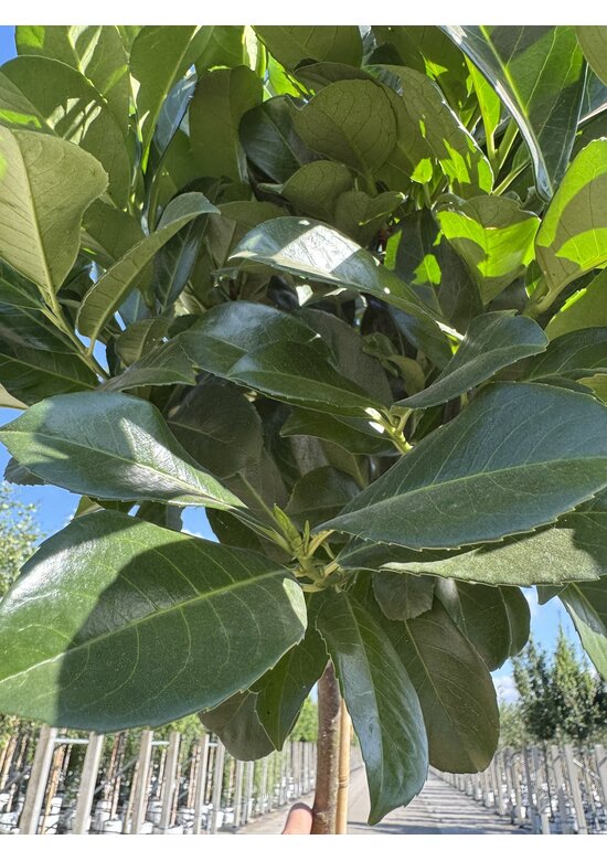 Kugel Lorbeerbaum 'Etna' im 3er-Set | Prunus laur. 'Etna'