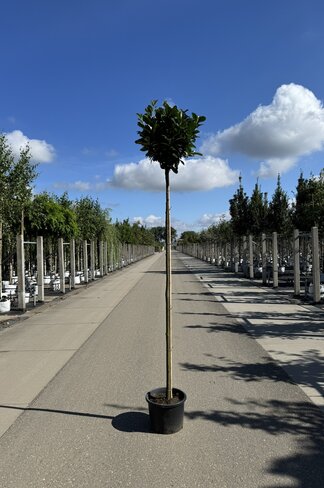 Kugel Lorbeerbaum 'Etna' im 3er-Set | Prunus laur. 'Etna'
