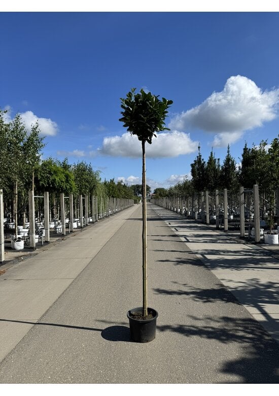 Kugel Lorbeerbaum 'Etna' im 3er-Set | Prunus laur. 'Etna'