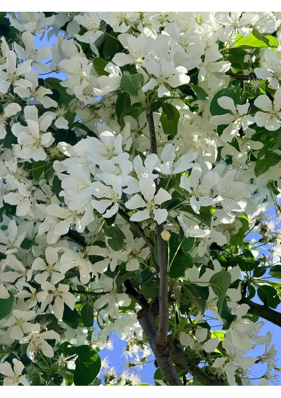 Zierapfel 'Street Parade' | Malus baccata 'Street Parade'