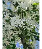 Zierapfel 'Street Parade' | Malus baccata 'Street Parade'