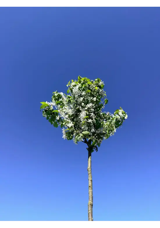 Zierapfel 'Street Parade' | Malus baccata 'Street Parade'