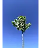 Zierapfel 'Street Parade' | Malus baccata 'Street Parade'