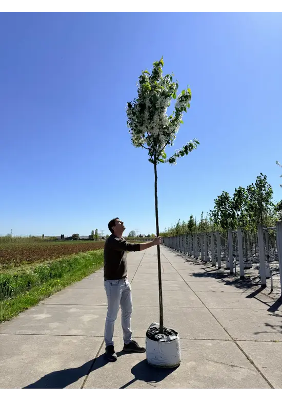Zierapfel 'Street Parade' | Malus baccata 'Street Parade'