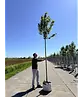 Zierapfel 'Street Parade' | Malus baccata 'Street Parade'