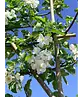 Apfel Spalierbaum 'Elstar' | Malus domestica 'Elstar'