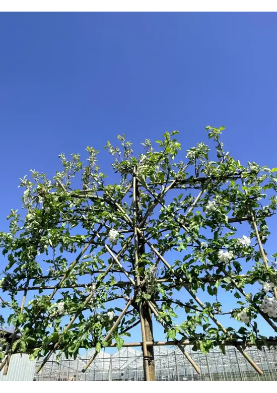 Apfel Spalierbaum 'Elstar' | Malus domestica 'Elstar'