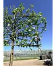 Apfel Spalierbaum 'Elstar' | Malus domestica 'Elstar'