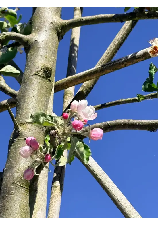 Apfel Spalierbaum 'Jonagold' | Malus domestica 'Jonagold'
