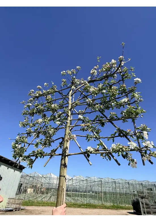 Apfel Spalierbaum 'Jonagold' | Malus domestica 'Jonagold'