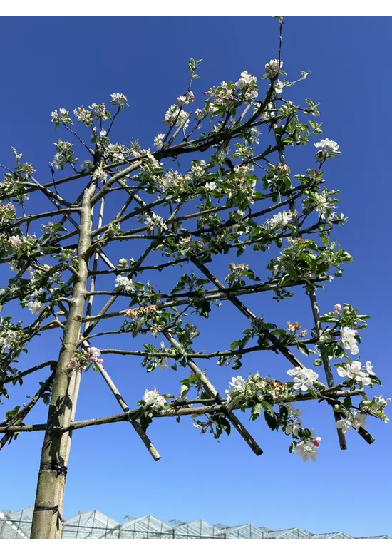 Apfel Spalierbaum 'Jonagold' | Malus domestica 'Jonagold'
