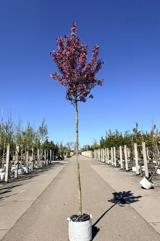 Zierapfel 'Mokum' | Malus 'Mokum'