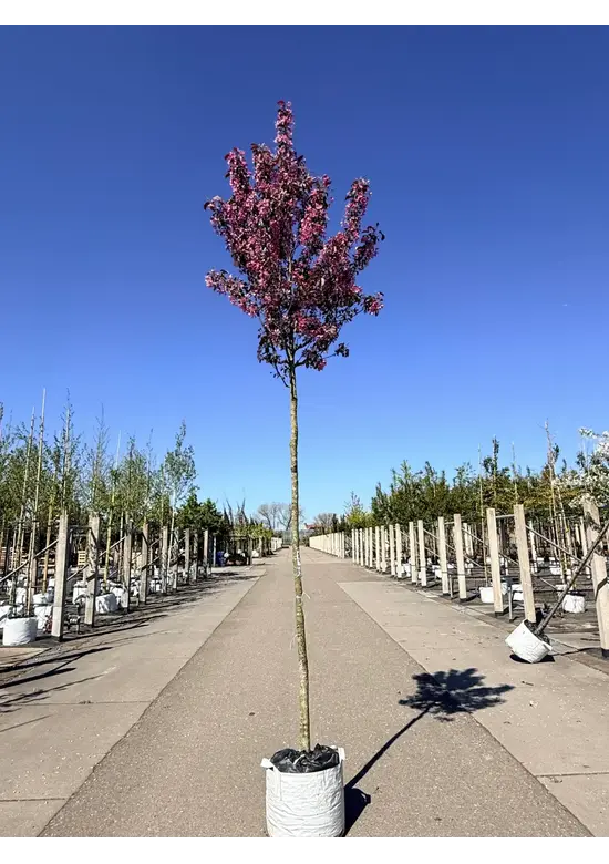 Zierapfel 'Mokum' | Malus 'Mokum'