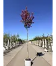 Zierapfel 'Mokum' | Malus 'Mokum'