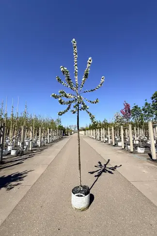 Zierapfel 'Red Sentinel' | Malus 'Red Sentinel'