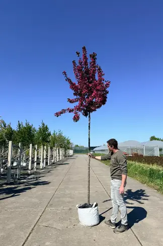 Toringo-Apfel 'Scarlett' | Malus toringo 'Scarlett'