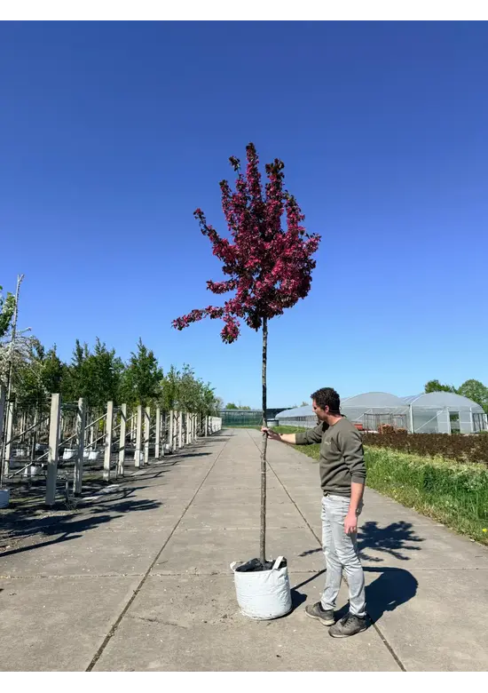 Toringo-Apfel 'Scarlett' | Malus toringo 'Scarlett'