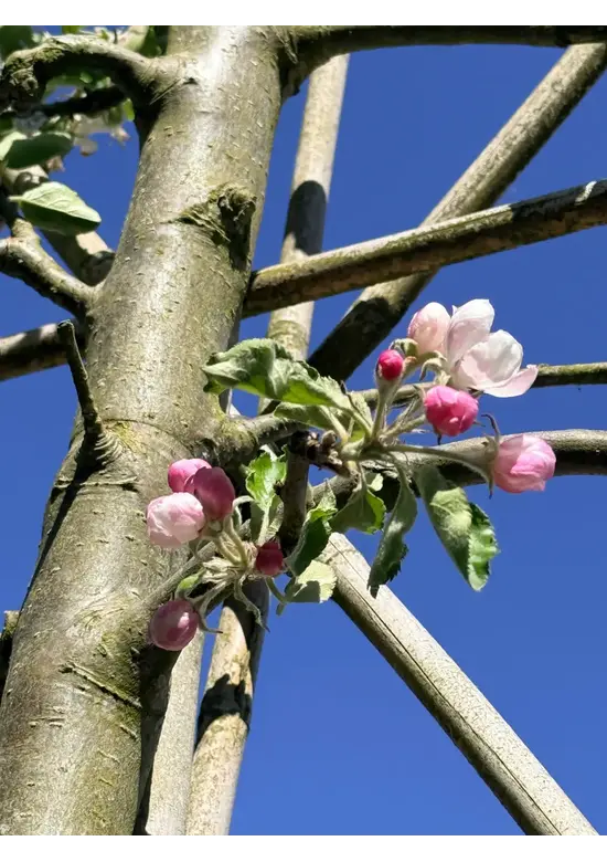 Japanische Nelkenkirsche Spalier | Prunus serrulata 'Kanzan'