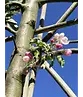 Japanische Nelkenkirsche Spalier | Prunus serrulata 'Kanzan'