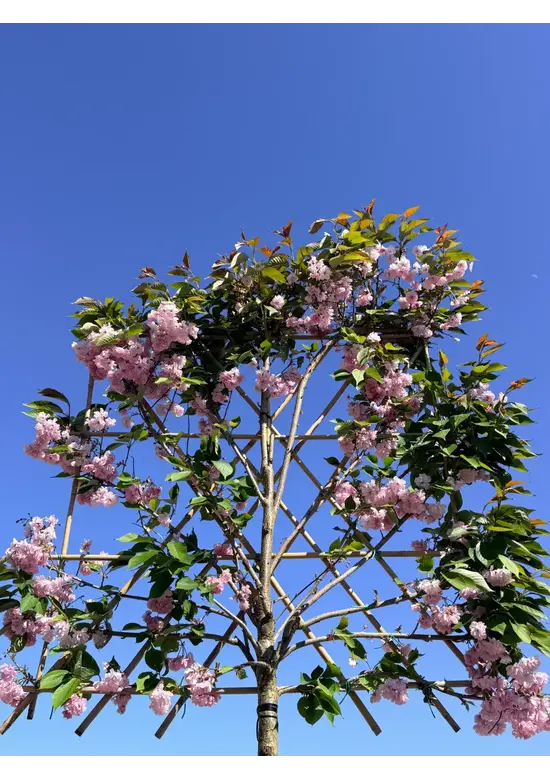 Japanische Nelkenkirsche Spalier | Prunus serrulata 'Kanzan'
