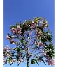 Japanische Nelkenkirsche Spalier | Prunus serrulata 'Kanzan'