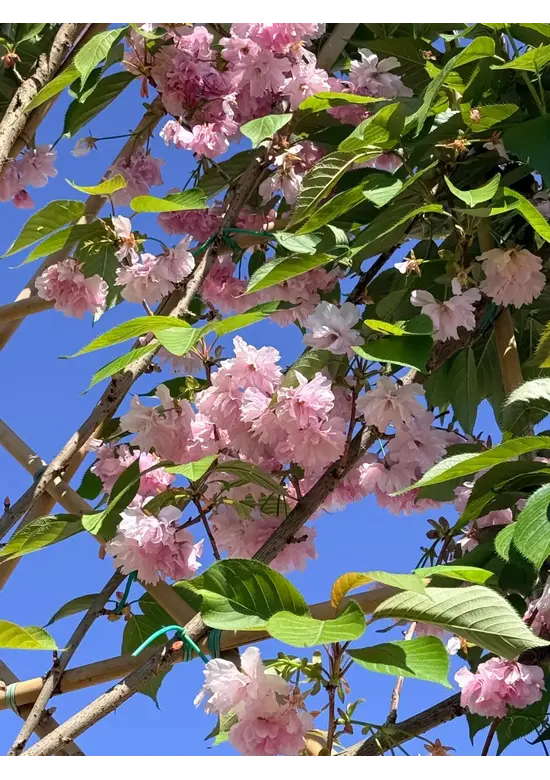 Japanische Nelkenkirsche Spalier | Prunus serrulata 'Kanzan'