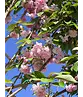 Japanische Nelkenkirsche Spalier | Prunus serrulata 'Kanzan'