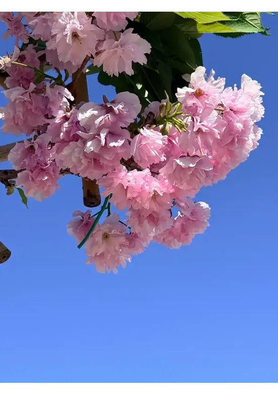 Japanische Nelkenkirsche Spalier | Prunus serrulata 'Kanzan'