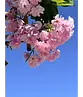 Japanische Nelkenkirsche Spalier | Prunus serrulata 'Kanzan'
