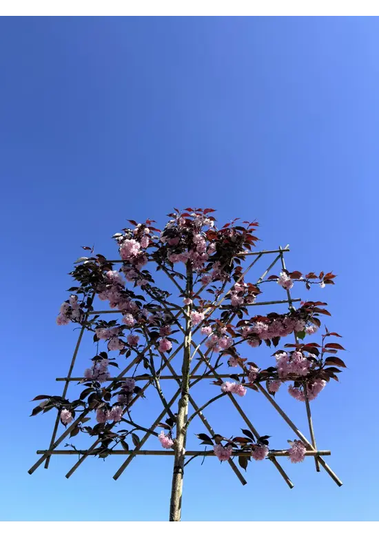 Rotblättrige Nelkenkirsche Spalier | Prunus serrulata 'Royal Burgundy'