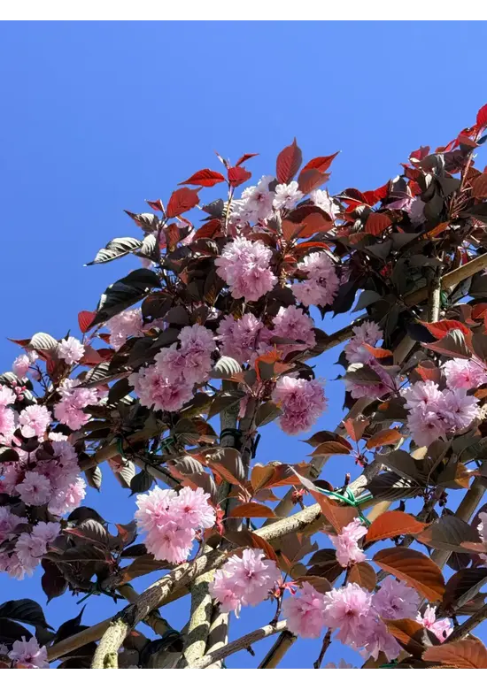 Rotblättrige Nelkenkirsche Spalier | Prunus serrulata 'Royal Burgundy'