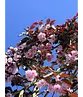 Rotblättrige Nelkenkirsche Spalier | Prunus serrulata 'Royal Burgundy'