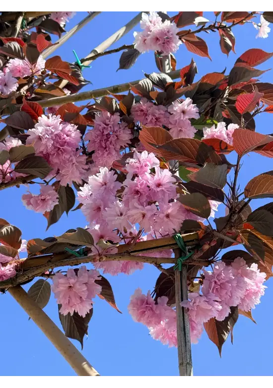 Rotblättrige Nelkenkirsche Spalier | Prunus serrulata 'Royal Burgundy'