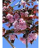 Rotblättrige Nelkenkirsche Spalier | Prunus serrulata 'Royal Burgundy'
